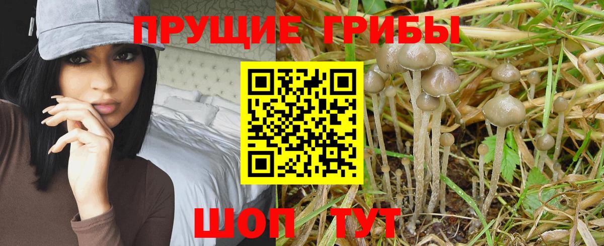 Карталы  Галлюциногенные грибы Psilocybine cubensis  Вход с VPN 